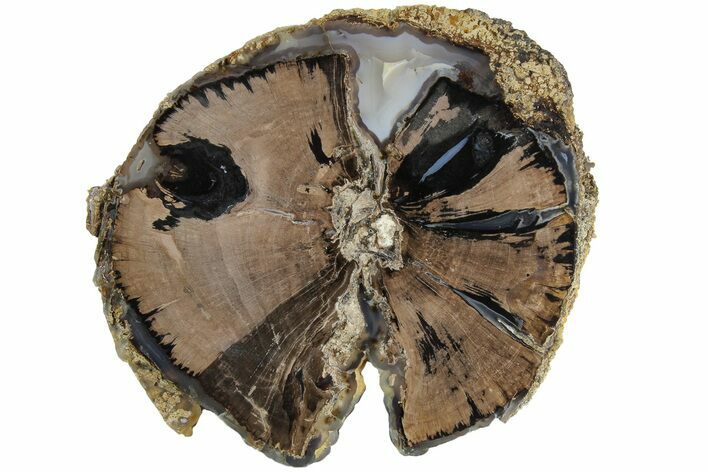 5.5" Polished Petrified Wood (Schinoxylon) End-Cut - Wyoming